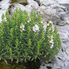 5250402_satureja_montana_04