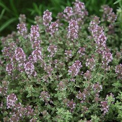 2220482_thymus_cit