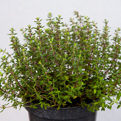 3222823_thymus_vulgaris_15l_02