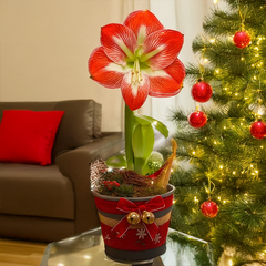 9254908_amaryllis_exotic_striped_01