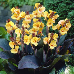 4244274_canna_louis_cotton_01