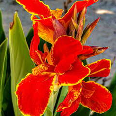 4244275_canna_lucifer_01