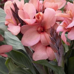 3233390_canna_mango_01
