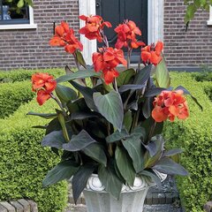 3233389_canna_orange_bronze_leaf_01