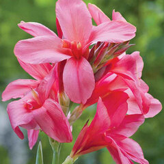 4244276_canna_pink_president_01