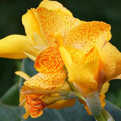 3244173_cannasol_happy_emily_01