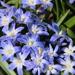 09202291_chionodoxa_forbesii_01