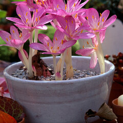 11233112_colchicum_giganteum_01