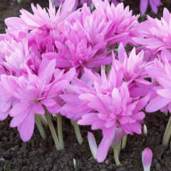 8242315_colchicum_waterlily_01