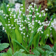 5241908_convallaria_majalis_02