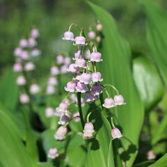 5241909_convallaria_rosea_02