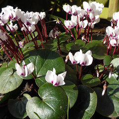 3223423_cyclamen_coum_album_01