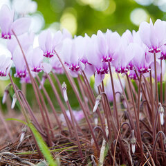 2457_cyclamen_hederifolium_02