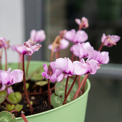3223424_cyclamen_coum_roseum_01