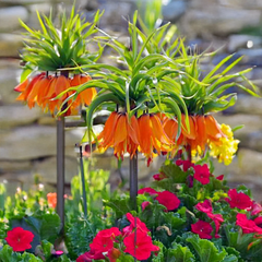 9254840_fritillaria_april_flame_01