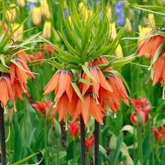 10243671_fritillaria_aurora_imperialis_02