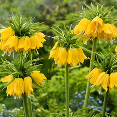 10244057_fritillaria_lutea_imperialis_02