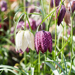 8242292_fritillaria_meleagrix_mix_01