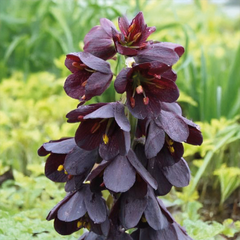 9254821_fritillaria_persica_adiyaman_03