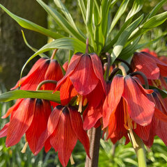 8244406_fritillaria_rubra_maxima_1ks_v_baleni_01