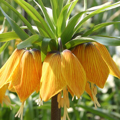 8244443_fritillaria_striped_beauty_01