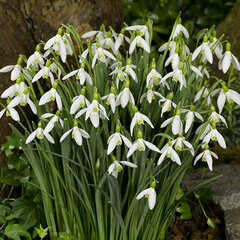 9222297_galanthus_elwesii_01
