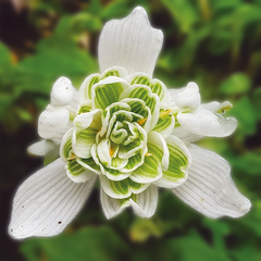 9254820_galanthus_nivalis_flore_pleno_03