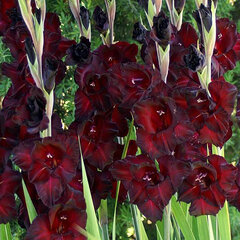 3223263_gladiolus_black_sea_5ks_v_baleni_01