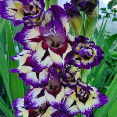 3223265_gladiolus_circus_club_5ks_v_baleni_01