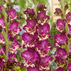 3223266_gladiolus_colour_club_5ks_v_baleni-_mecik_01