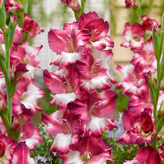 3223267_gladiolus_cum_laude_5ks_v_baleni_01