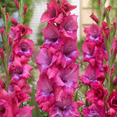 3223268_gladiolus_lumiere_5ks_v_baleni-_mecik_01