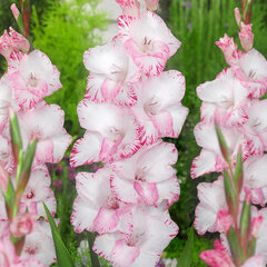 3223280_gladiolus_priscilla_5ks_v_baleni_01