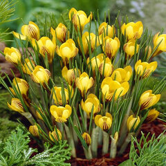 8244023_crocus_fuscotinctus_03