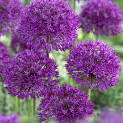 8242313_allium_ambassador_02