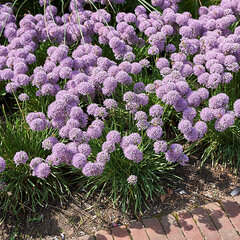 3243896_allium_avatar_02