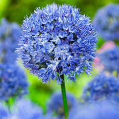 3251443_allium_azureum_01