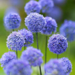3251443_allium_azureum_02