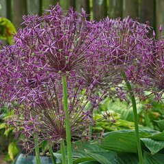 2231864_allium_christophii_02