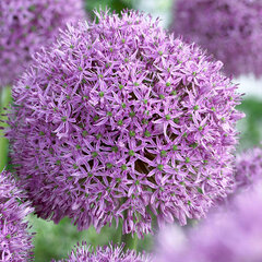 8241456_allium_gladiator_03