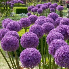 9241457_allium_globemaster_02