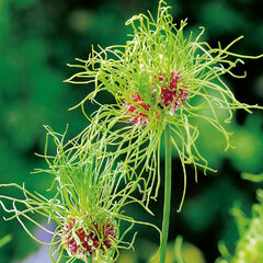 8242306_allium_hair_05