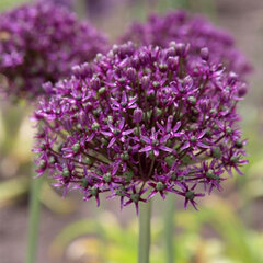 2223172_allium_mercurius_01