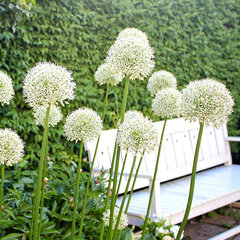9241448_allium_mount_everest_02