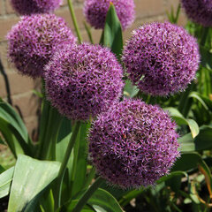 2232307_allium_party_baloon_01