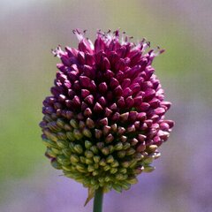 3250758_allium_sphaerocephalon_01