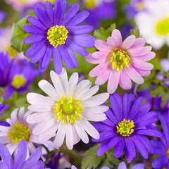 8243147_anemone_blanda_mix_03