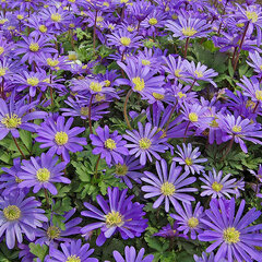 09202300_anemone_blue_shades_01