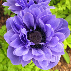 8242298_anemone_lord_lieutenant_01