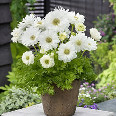 8244429_anemone_mount_everest_01